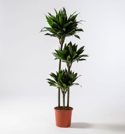 Dracaena 3 stammer Dracaena 3 stammer